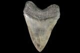 Serrated, Fossil Megalodon Tooth - Georgia #101552-2